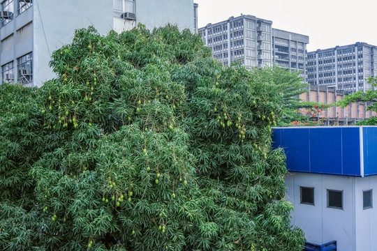 里约 街景 奥运村  南美洲