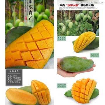桂七芒果詳情