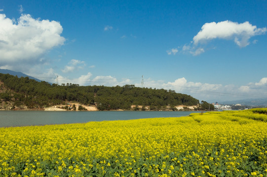 生态油料