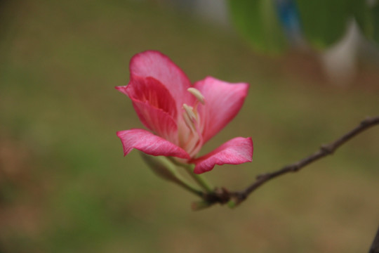 木棉花