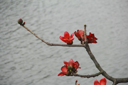 木棉花