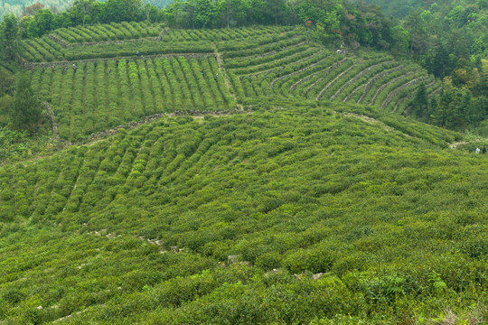 茶园 茶山 茶场