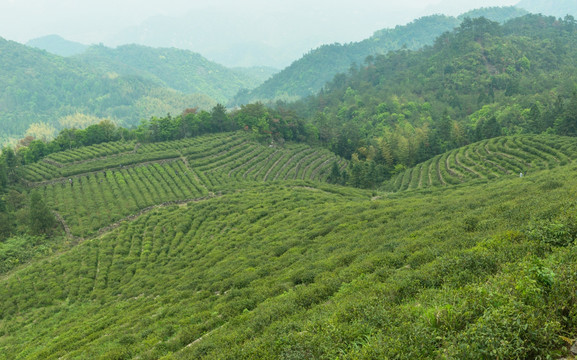 茶园 茶山 茶场