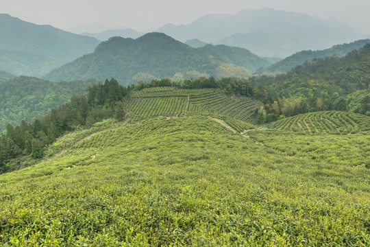 茶园 茶山 茶场