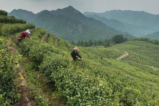 茶山