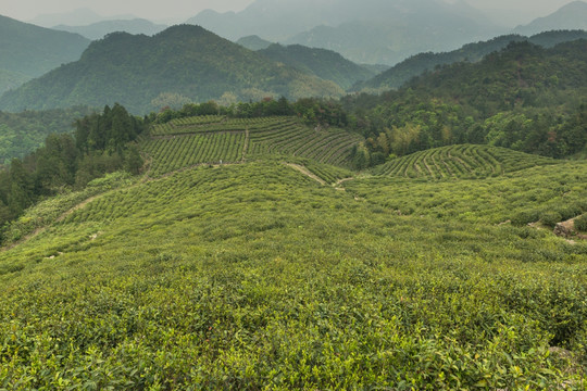 茶山