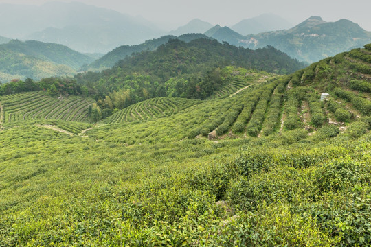 茶园 茶山 茶场