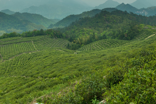 茶园 茶山 茶场