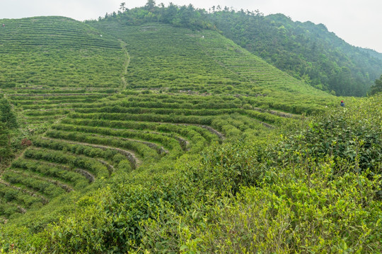 茶山