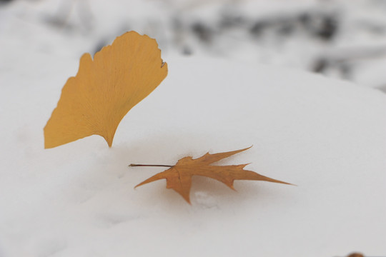 雪地上的叶子