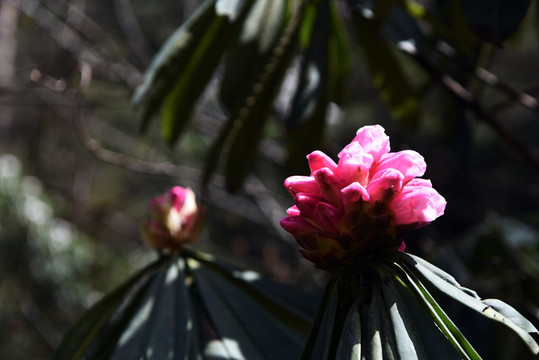 杜鹃花开的季节