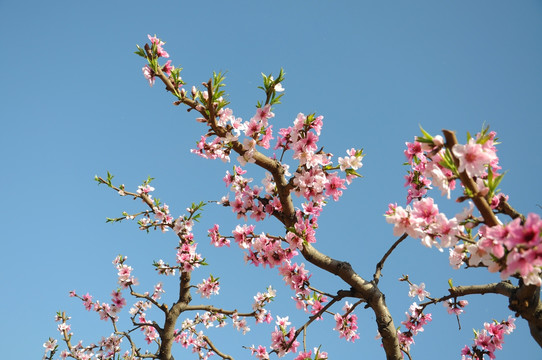 艳丽桃花开