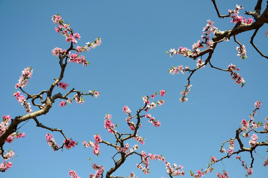 艳丽桃花开