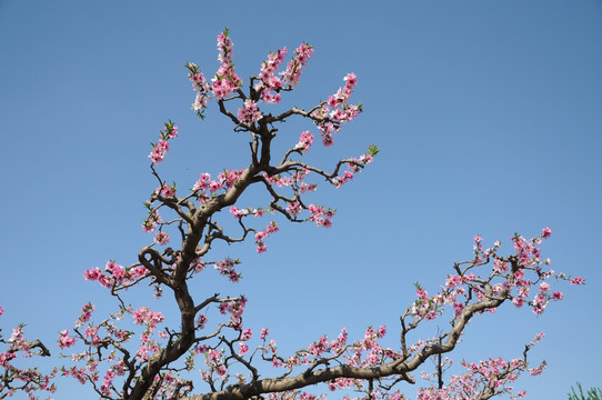 艳丽桃花开