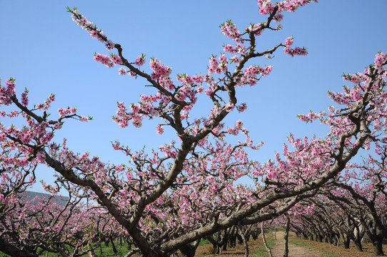 艳丽桃花枝头俏