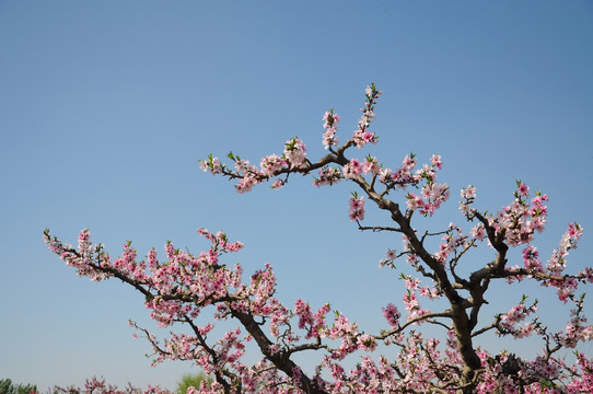 艳丽桃花枝头俏