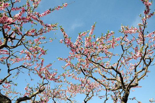 春色滿天桃花艷