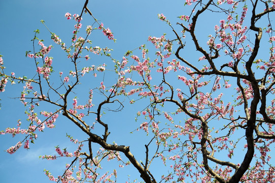 春色满天桃花艳