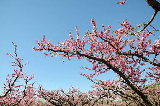 枝头花开春满天