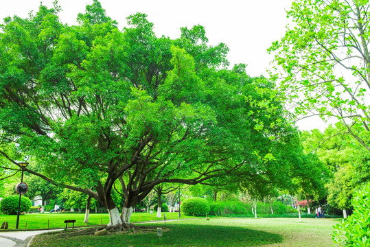 公园绿树