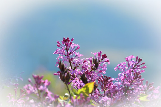 丁香花 背景图片