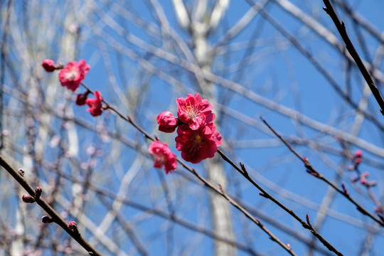 桃花