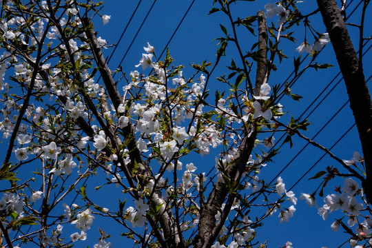 梨树花