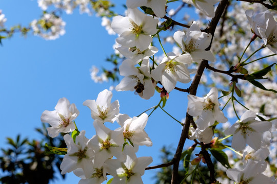 梨树花