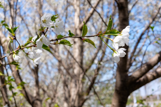 梨花