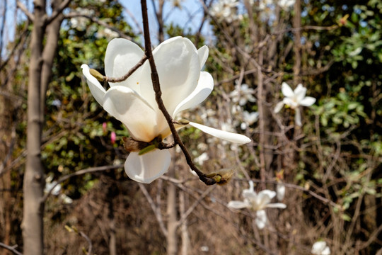 玉兰花