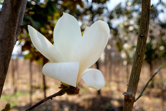 玉兰花