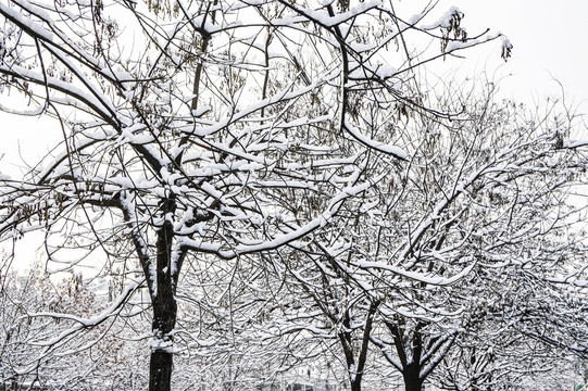 雪景