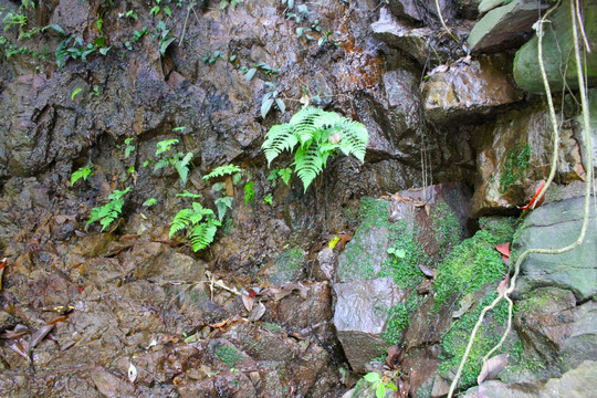 石壁 岩石