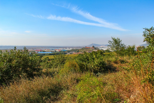 田野