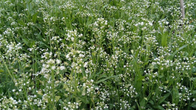 大片荠菜