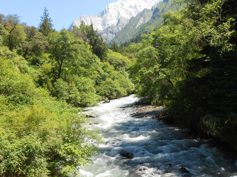 四姑娘山 原始森林 山溪溪流