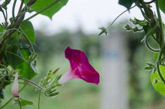 喇叭花 牵牛花