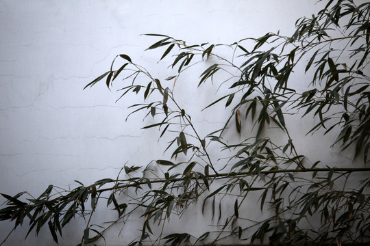 竹子