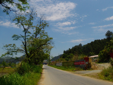 乡村公路景色