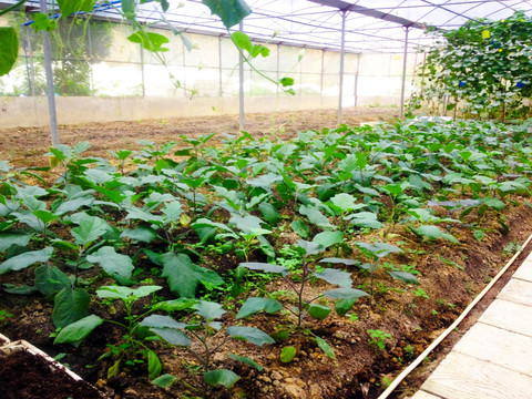 茄子秧 植物