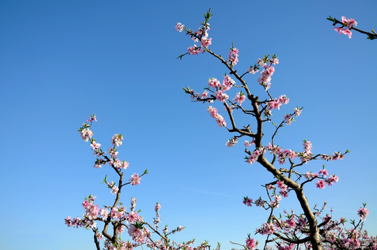 一园春色一花开