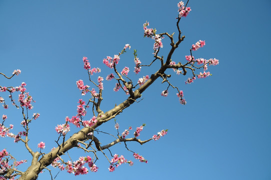 桃花盛开春色艳