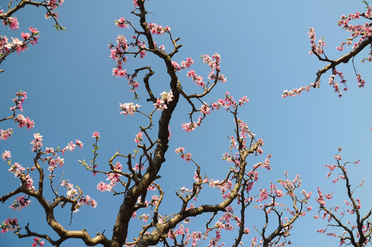 蓝天下桃花开