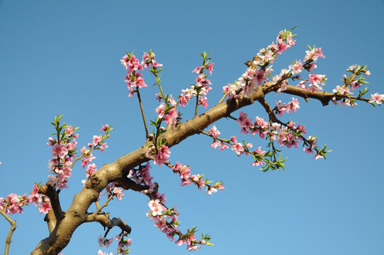 桃花迎春开