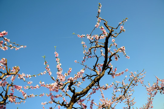 桃花迎春开