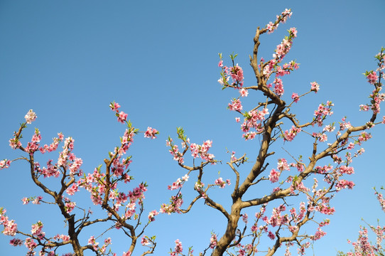 满园春色桃花艳