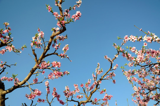 满园春色桃花艳