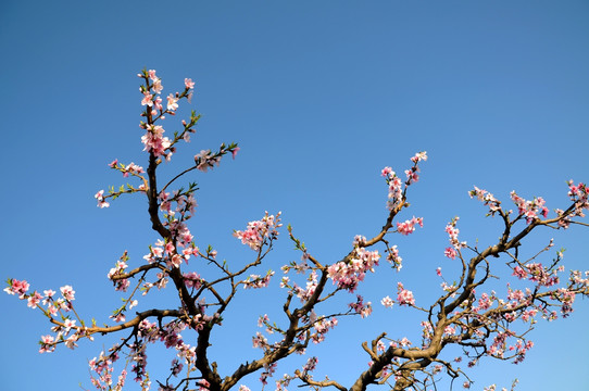 满园春色桃花艳