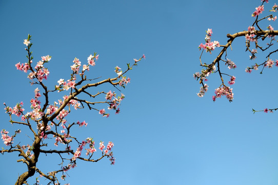 满园春色桃花艳