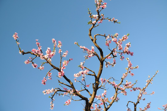 满园春色桃花艳